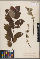 Foto von Salix caprea L.